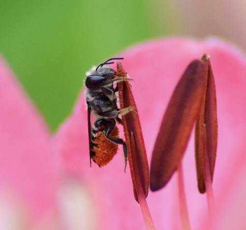 Silver-tailed Petalcutter