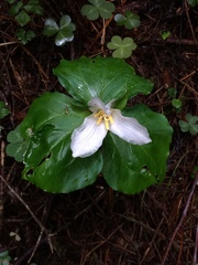 Trillium ovatum ovatum