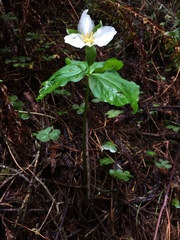 Trillium ovatum ovatum