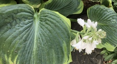 Hosta
