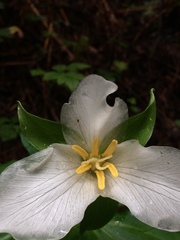 Trillium ovatum ovatum