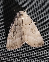 Catocala illecta