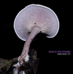 Trogia cantharelloides