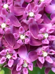 Asclepias syriaca