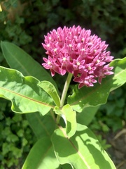 Asclepias syriaca