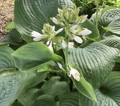 Hosta