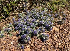 Eryngium dilatatum