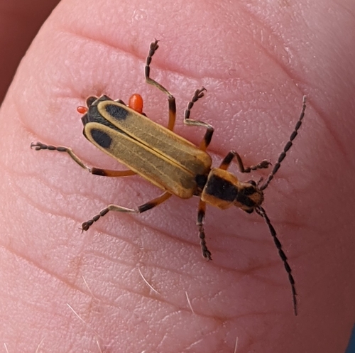Margined Leatherwing Beetle photo 3