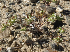 Eriastrum diffusum