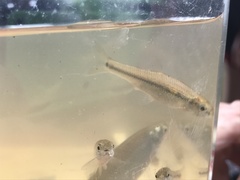 Pimephales notatus