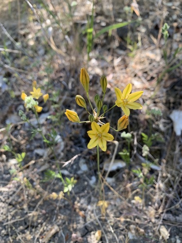 iNaturalist observation photo of Prettyface