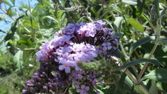 Buddleja davidii