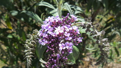Buddleja davidii