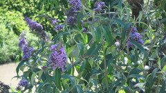 Buddleja davidii