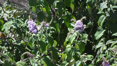 Buddleja davidii
