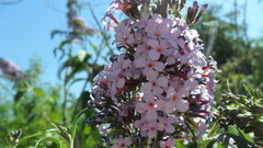 Buddleja davidii
