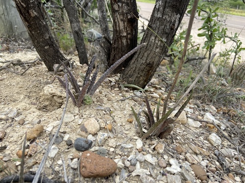 Agave longiflora