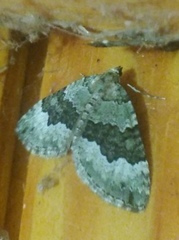 Colostygia aptata