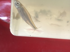 Notropis stramineus