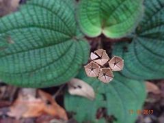 Bertolonieae