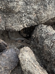 Salvadora hexalepis hexalepis