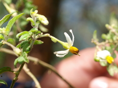 Solanum sodiroi