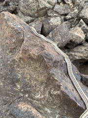 Salvadora hexalepis hexalepis