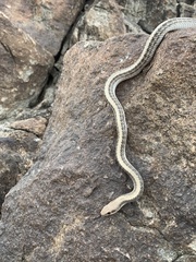 Salvadora hexalepis hexalepis