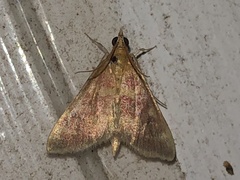 Pyrausta signatalis