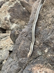 Salvadora hexalepis hexalepis