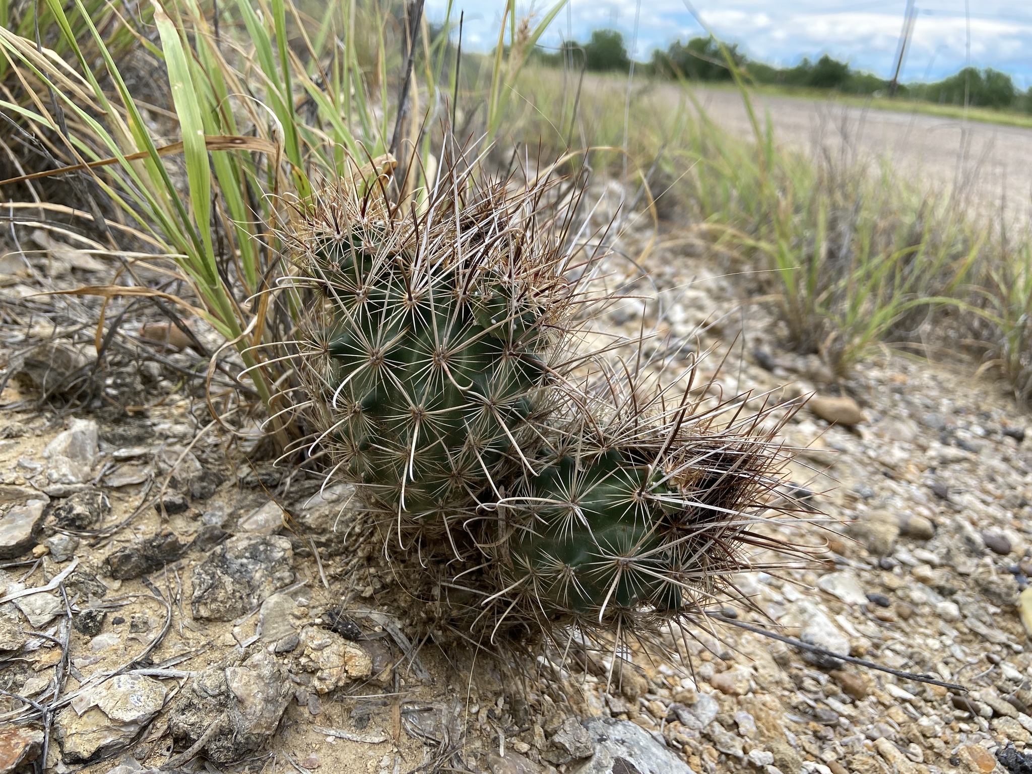 Ancistrocactus scheeri 2