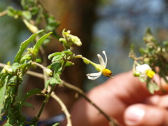 Solanum sodiroi