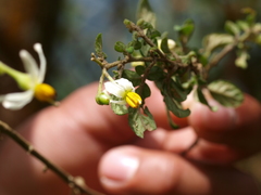 Solanum sodiroi