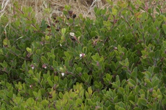 Arctostaphylos franciscana