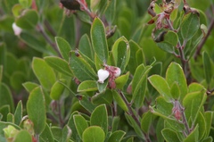 Arctostaphylos franciscana