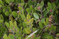 Arctostaphylos franciscana