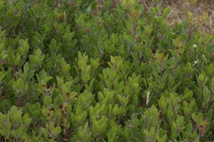 Arctostaphylos franciscana