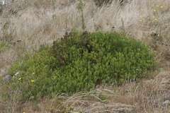 Arctostaphylos franciscana