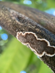 Peniophora malenconii