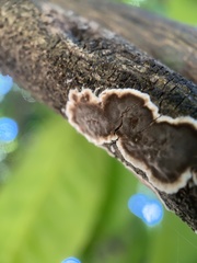 Peniophora malenconii