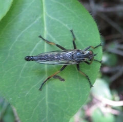 Neoitamus cyanurus