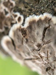 Peniophora malenconii