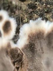 Peniophora malenconii