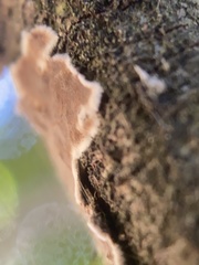 Peniophora malenconii