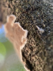 Peniophora malenconii