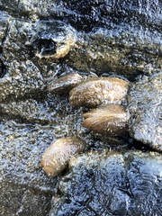 Mytilopsis leucophaeata