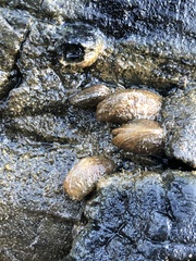 Mytilopsis leucophaeata