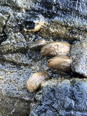 Mytilopsis leucophaeata