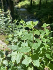 Teucrium scorodonia