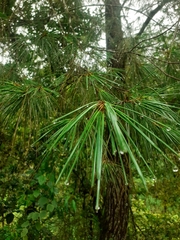 Pinus chiapensis